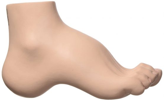 3B Scientific M32 Hollow Foot, Pes Cavus + free anatomy software - 3B Smart Anatomy - Image 2