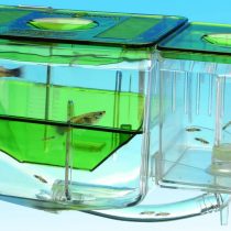 Penn-Plax AN2 Aqua Nursery and Hatchery Aquarium