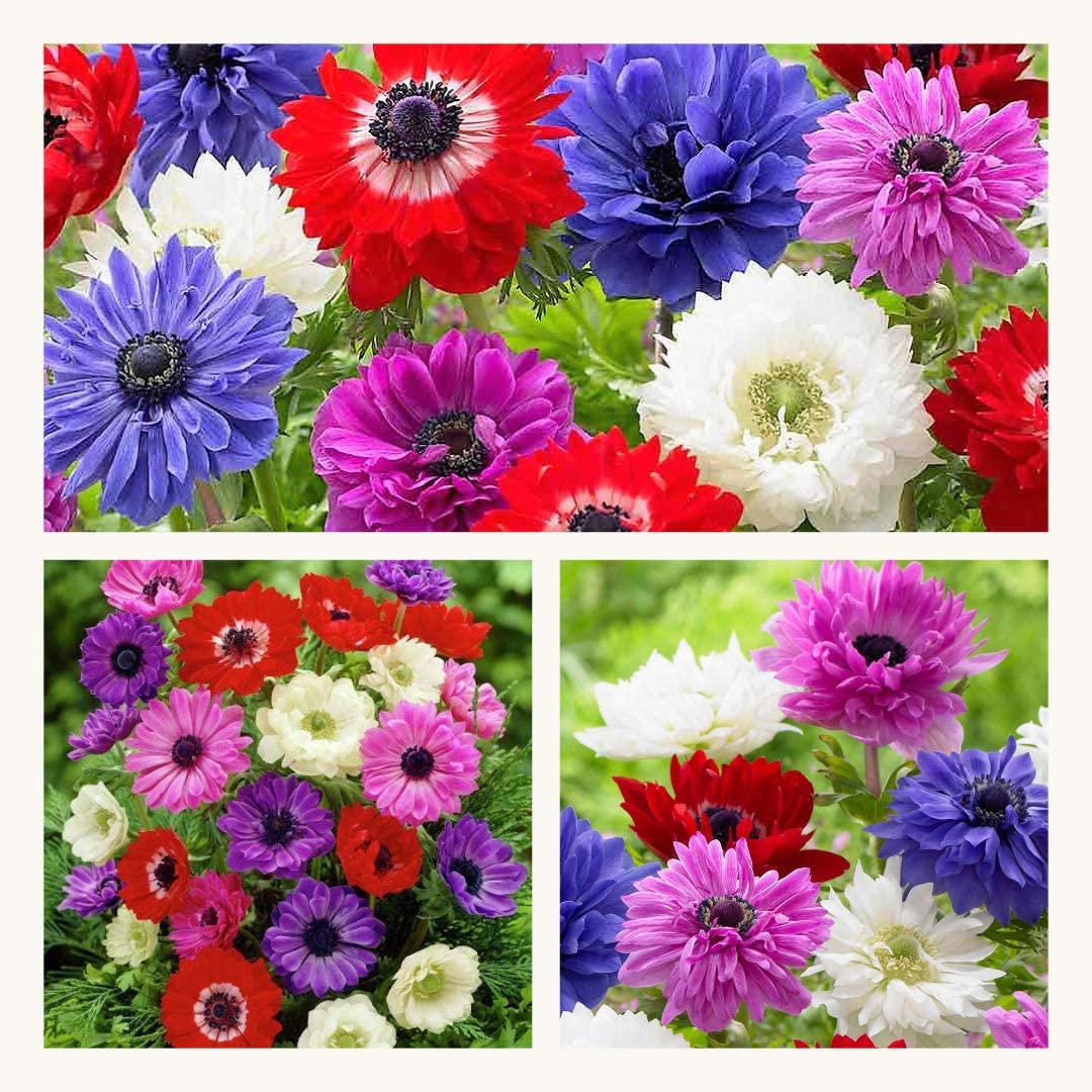 Anemone St Brigid x 30 Flower Bulbs/Corms. Pretty Mixed Flowers, 5/6