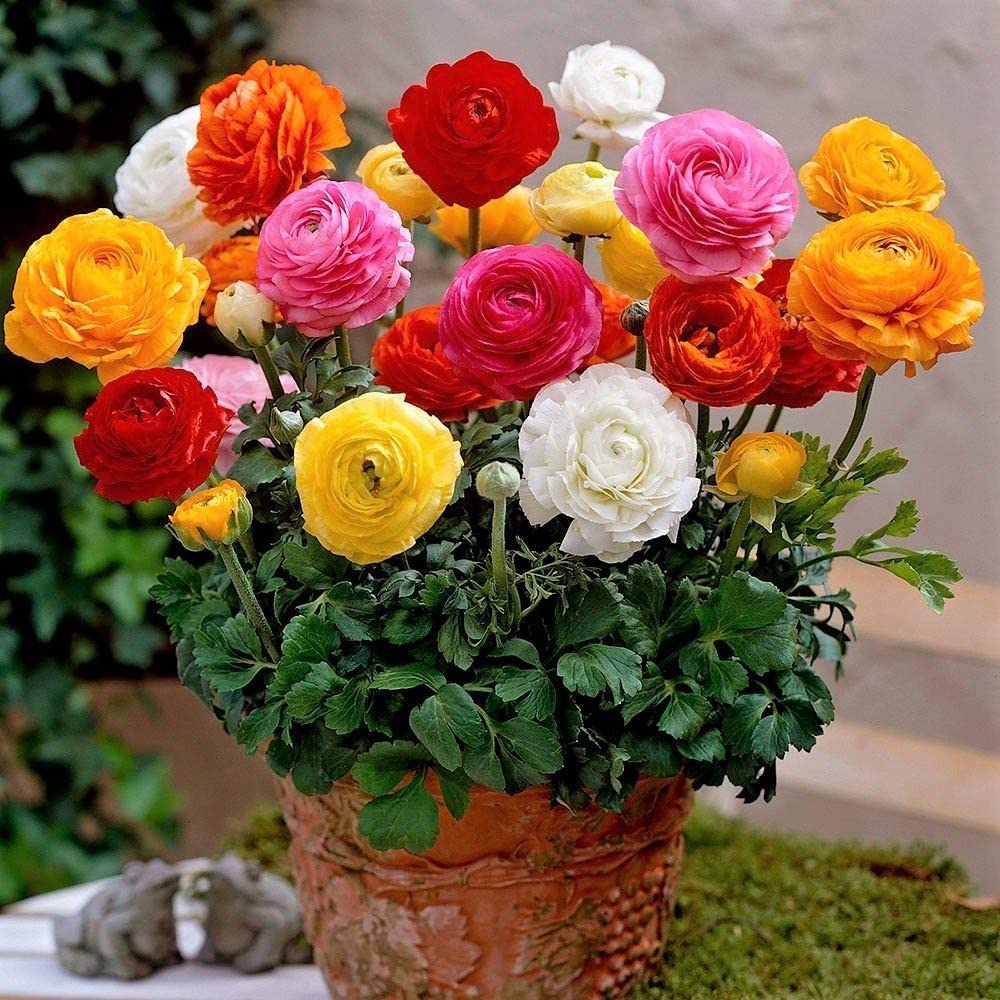 Ranunculus Mixed Flower Corms/Bulbs. Hardy Colourful Flowers. (10) - Image 2