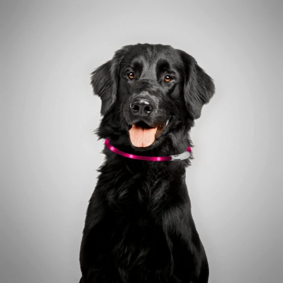 LED USB collar silicone dog collar luminous collar for dogs rechargeable via USB (size S-L 18-65 cm individually adjustable) in pink by the brand PRECORN - Image 2