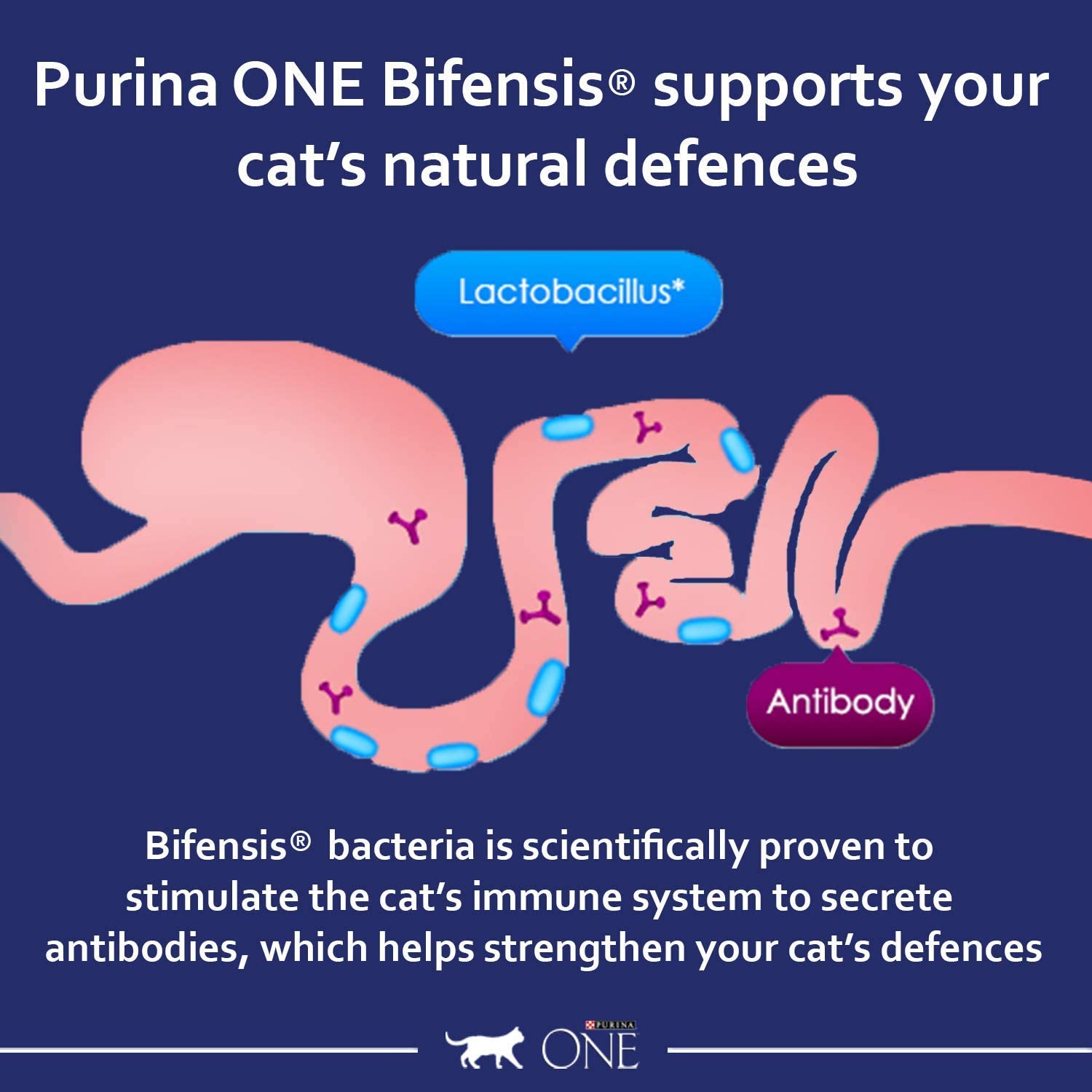 PURINA ONE Chicken Dry Cat Food 6kg, Clear, 6 kg (Pack of 1) - Image 3