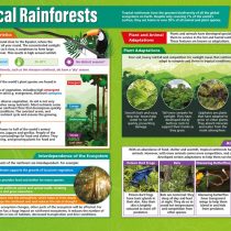 Tropical Rainforests | Geography Posters | Laminated Gloss Paper measuring 850mm x 594mm (A1) | Geography Classroom Posters | Education Charts by Daydream Education
