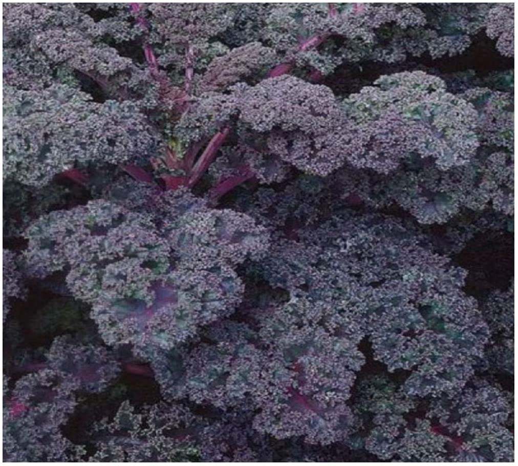 PREMIER SEEDS DIRECT - Kale/Borecole - Scarlet - 4.5 Grams, Violet, 2200 seeds