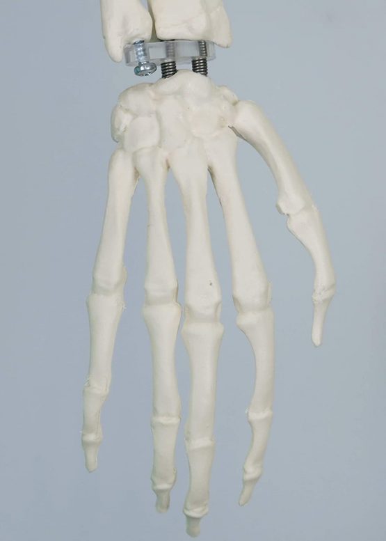 3B Scientific Mini Human Skeleton Model Shorty - Pelvic Mounted on a Base A18 + free anatomy software - 3B Smart Anatomy - Image 4
