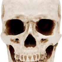 Kurtzy Human Skull Model - L12 x W17 x H14.5cm / 4.72 x 6.70 x 5.71 Inches - Realistic Resin Bone Medical Skeleton - Replica Life-Size Head for Anatomical Medical Teaching & Halloween Party Decoration