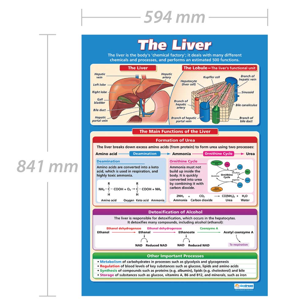 Daydream Education The Liver, Vibrant colors, 85L x 59.4W cm - Image 2