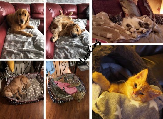 LeerKing Dog Blanket Double Fluffy Fleece Pet Blankets Washable Warm Soft for Cats Dogs Mat Bed, 30 x 40inches - Image 3