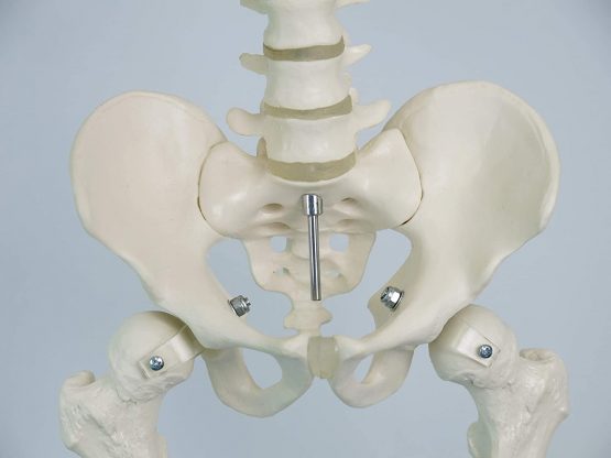 3B Scientific Mini Human Skeleton Model Shorty - Pelvic Mounted on a Base A18 + free anatomy software - 3B Smart Anatomy - Image 3