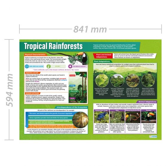 Tropical Rainforests | Geography Posters | Laminated Gloss Paper measuring 850mm x 594mm (A1) | Geography Classroom Posters | Education Charts by Daydream Education - Image 2