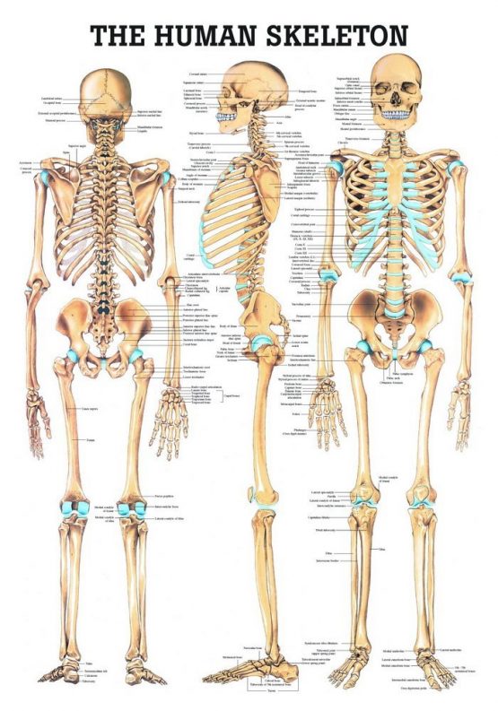 Ruediger Anatomie MIPOCH03 The Human Skeleton Board 24 x 34 cm