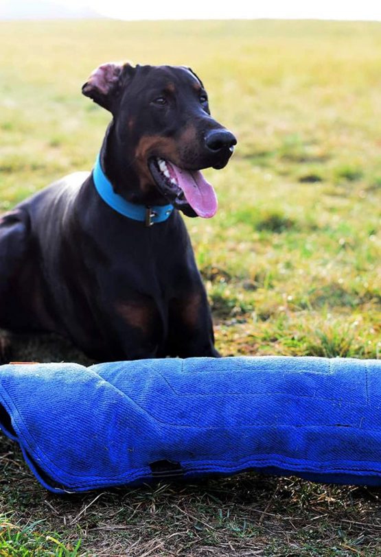 Dingo Gear Low Hardness Bite Sleeve with A Handle For Dog Bite Training Handmade of French Material, Blue Decoy Sleeve For Left And Right Hand S01966 - Image 4