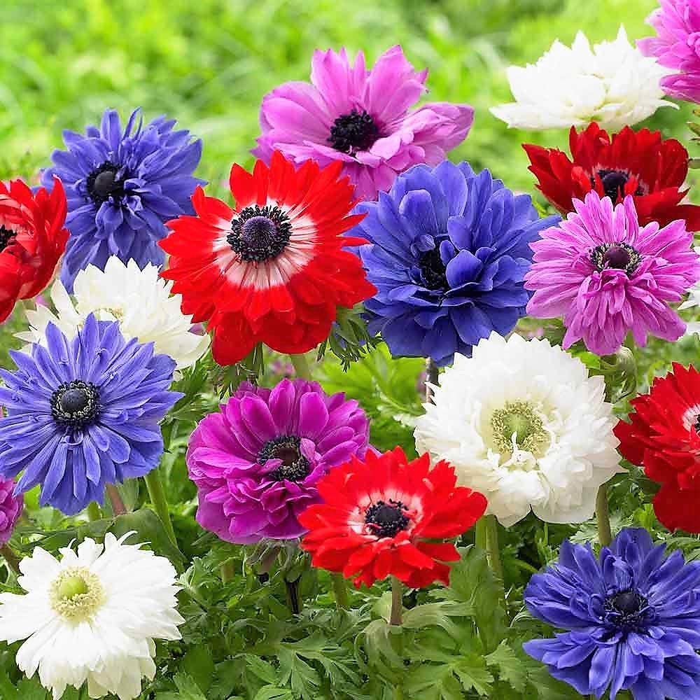 Anemone St Brigid x 30 Flower Bulbs/Corms. Pretty Mixed Flowers, 5/6 - Image 3