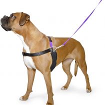 Ancol/Pure Dog Listeners - Stop Pulling Dog Training Harness & Lead Set - X-Large Size 8-9 (inc DVD)