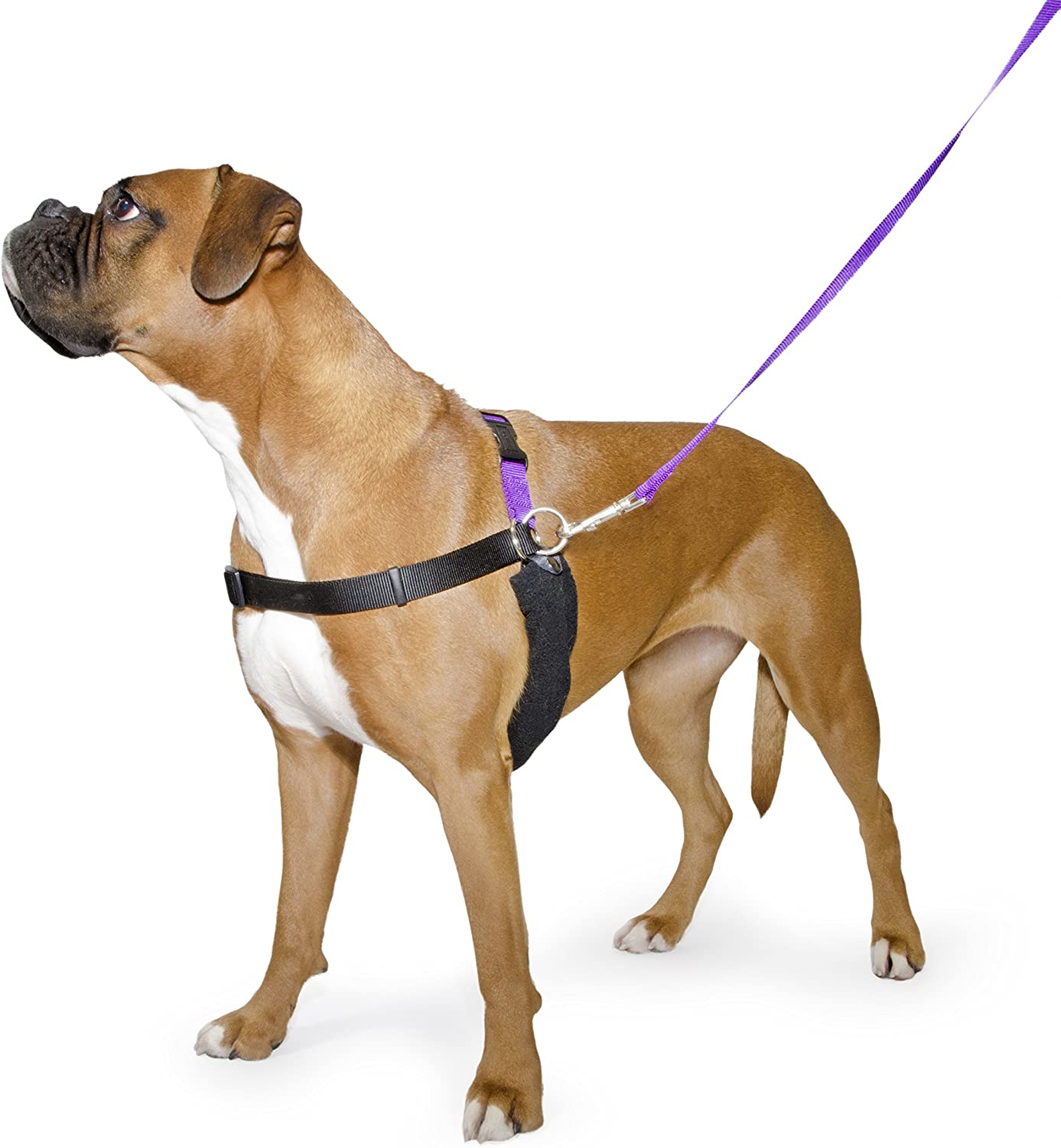 Ancol/Pure Dog Listeners - Stop Pulling Dog Training Harness & Lead Set - X-Large Size 8-9 (inc DVD), black