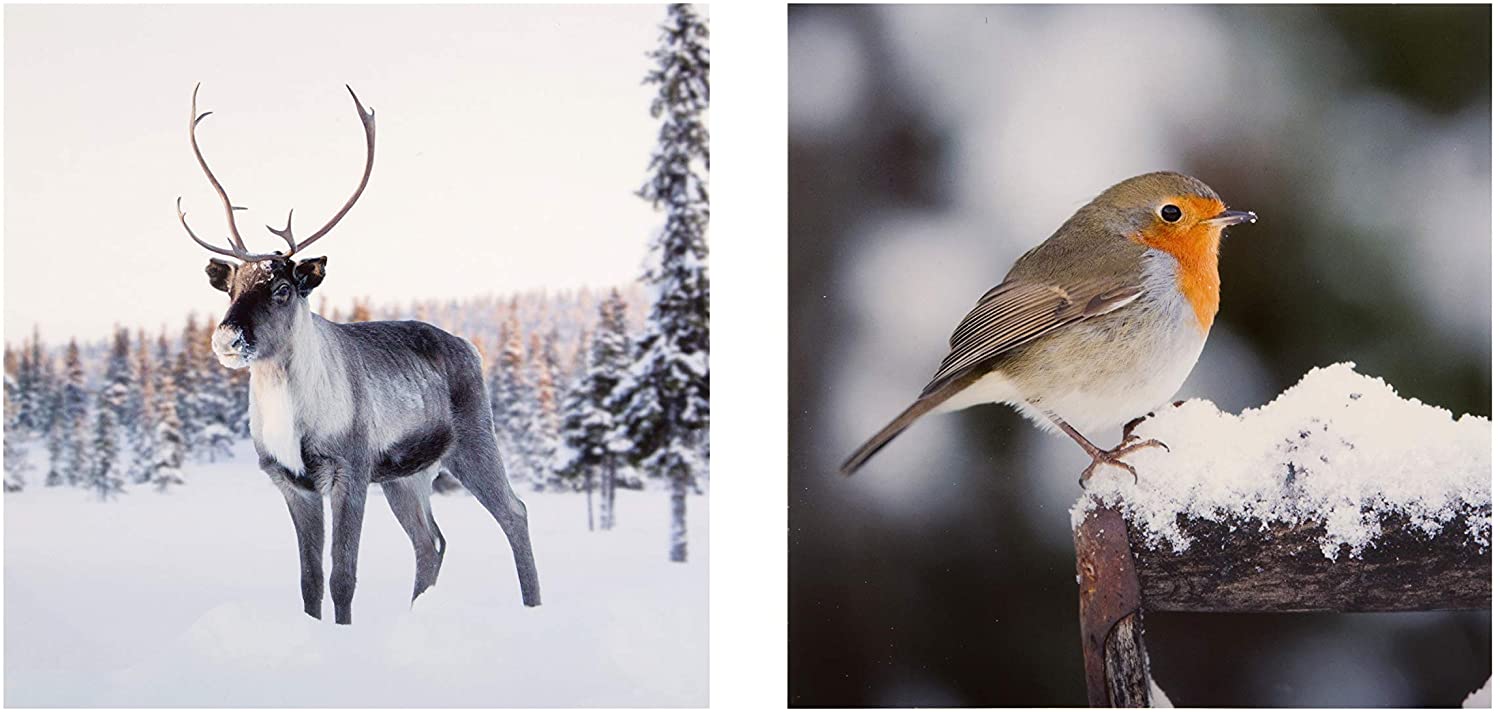 Photographic Winter Nature Christmas Cards from Hallmark - Pack of 16 in 2 Designs