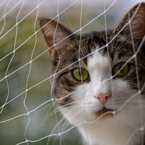 Pet Prime Cat Safety Net for Balcony & Window Transparent Protective Net for cats Pet Anti-escape Net Safety Fence Invisibel Variety Size Provided Include Fixing Set (3x2m) - Image 2