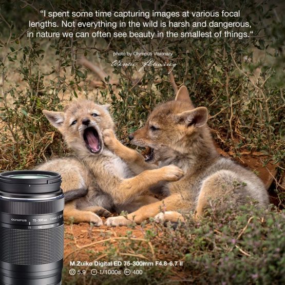 Olympus EZ-M7530 Mo Digital 75-300 mm 1:4.8-6.7 Lens II, Suitable for All MFT Cameras (Olympus OM-D & PEN Models, Panasonic G series), Black - Image 2