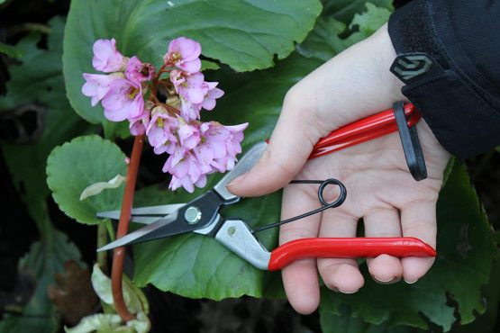Darlac DP926 Vine Scissors - Image 2