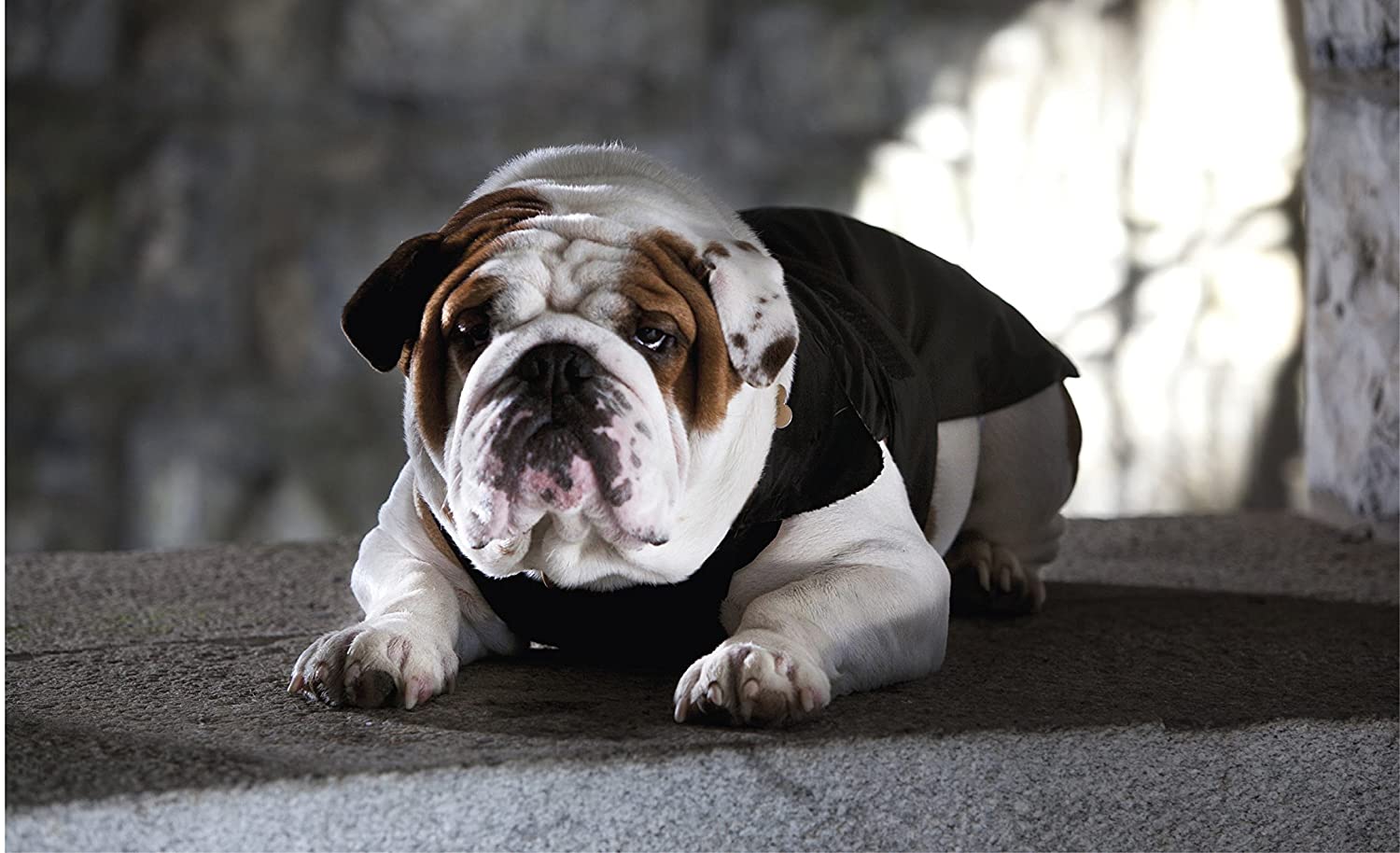 CROCI Padded Jacket Specific Fitting for French Bulldog English Bulldog and Carlino for Dogs 43 cm, black - Image 3