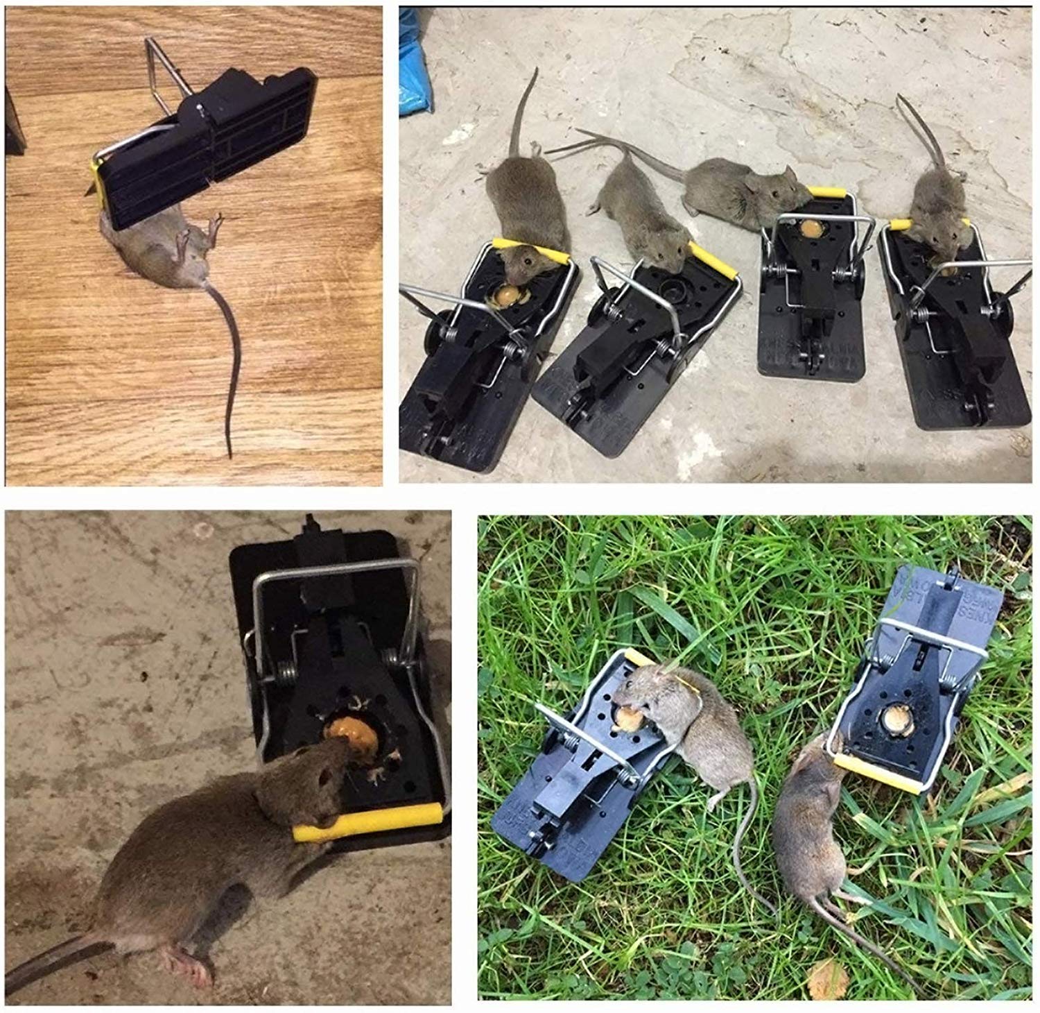 Mouse Traps Mousetraps That Work Human Power Kill Instantly Best Mouse Traps Mice Kill Mouse