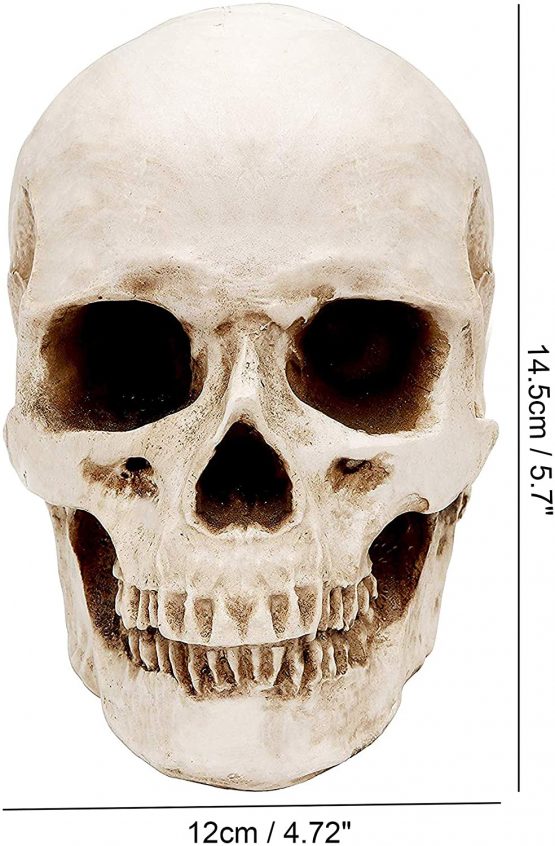 Kurtzy Human Skull Model - L12 x W17 x H14.5cm / 4.72 x 6.70 x 5.71 Inches - Realistic Resin Bone Medical Skeleton - Replica Life-Size Head for Anatomical Medical Teaching & Halloween Party Decoration - Image 2