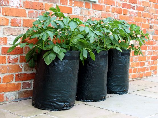 Haxnicks Planter010101 Pack of 3 Potato Patio Planter, Green, 35 x 35 x 45 cm - Image 3