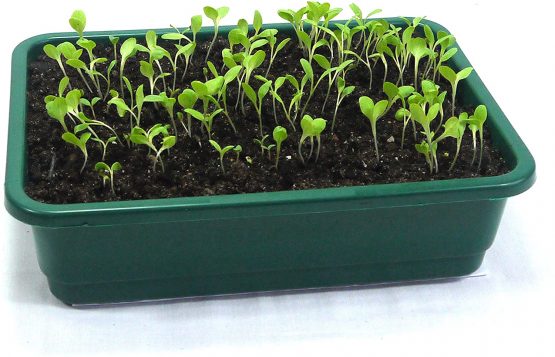 Britten & James Small Seed Tray Green with Holes [Pack of 12] 23 x 17cm/9 x 6.5 - Image 2