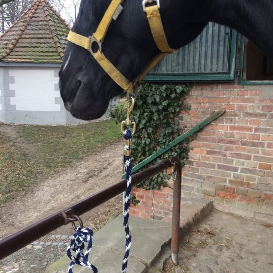 Lead Rope for Horse - Tie Rope in Various Stylish Designs, Lead Lead, Tie Rope Pony, Donkey, Goat (2 x Turquoise) - Image 4