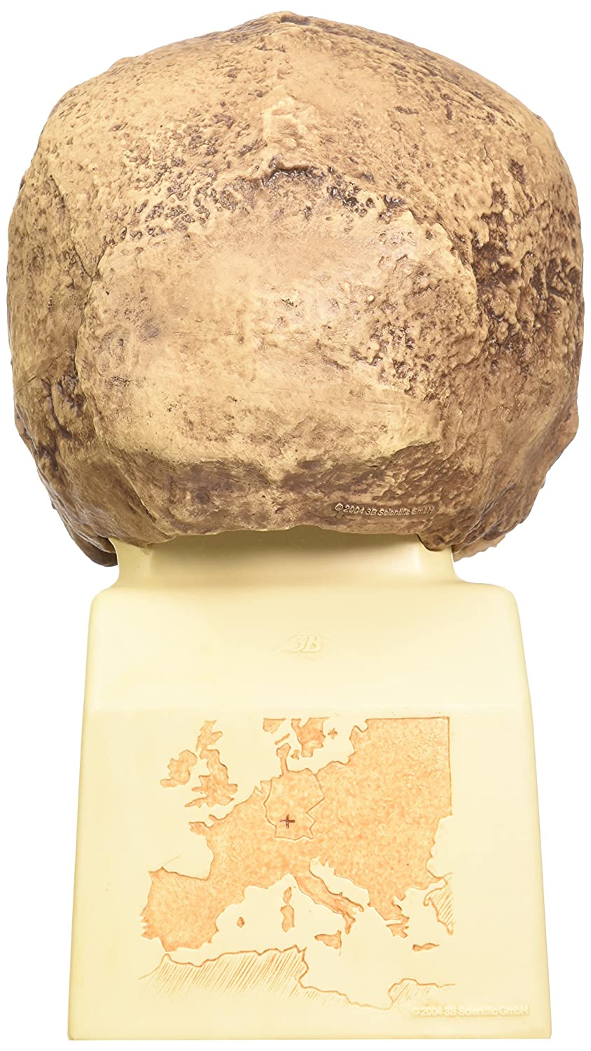 3B Scientific VP753/1 Homo Steinheimensis Skull (Berkhemer, 1936) Model, Replica - Image 3
