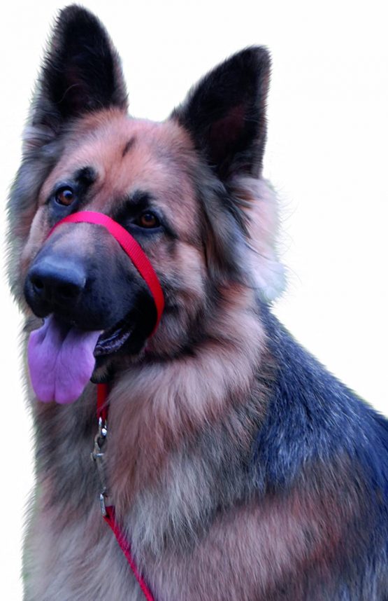 Beaphar Gentle Leader Large Red - Image 2