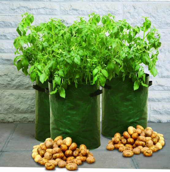 Haxnicks Planter010101 Pack of 3 Potato Patio Planter, Green, 35 x 35 x 45 cm - Image 2