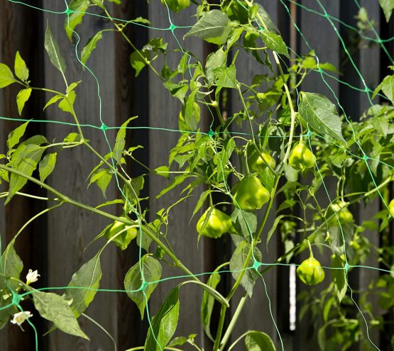 Windhager Climbing Plant Netting, 2 x 5 m - Image 3