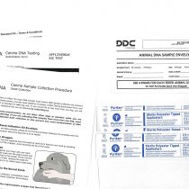 AffinityDNA Dog Exercise Induced Collapse (EIC) DNA Test - Home Sample Collection Kit for 1 Canine – EIC Testing
