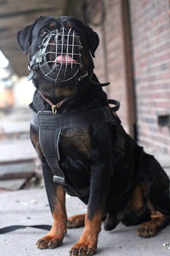 DINGO GEAR Dog Training Muzzle, Military K9 Agitation Metal Muzzle for Male Rottweiler S02999 - Image 4