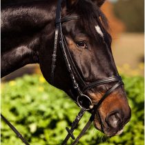 KERBL Standard bridle