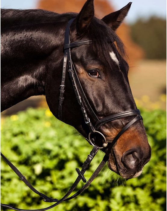 KERBL Standard bridle
