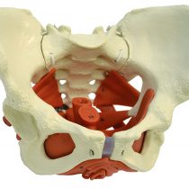 Ruediger Anatomy A276 Female Pelvis with Pelvic Floor Muscles Chalkboard