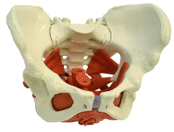Ruediger Anatomy A276 Female Pelvis with Pelvic Floor Muscles Chalkboard