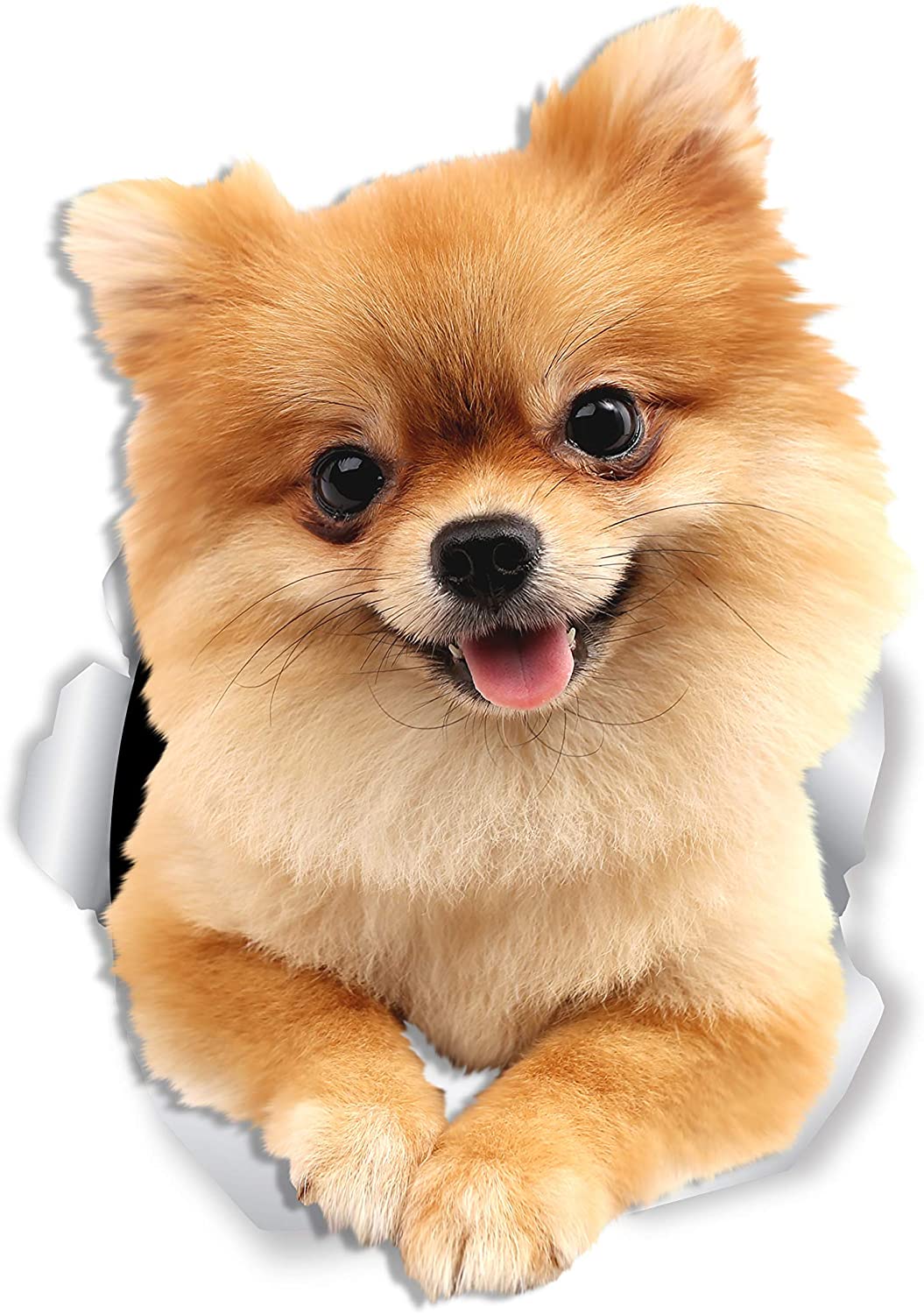 Winston & Bear Cute Pomeranian Dog Wall Decals, 2 Pack, German Spitz Dog Toilet Sticker, 3D Dog Car Window and Bumper Sticker