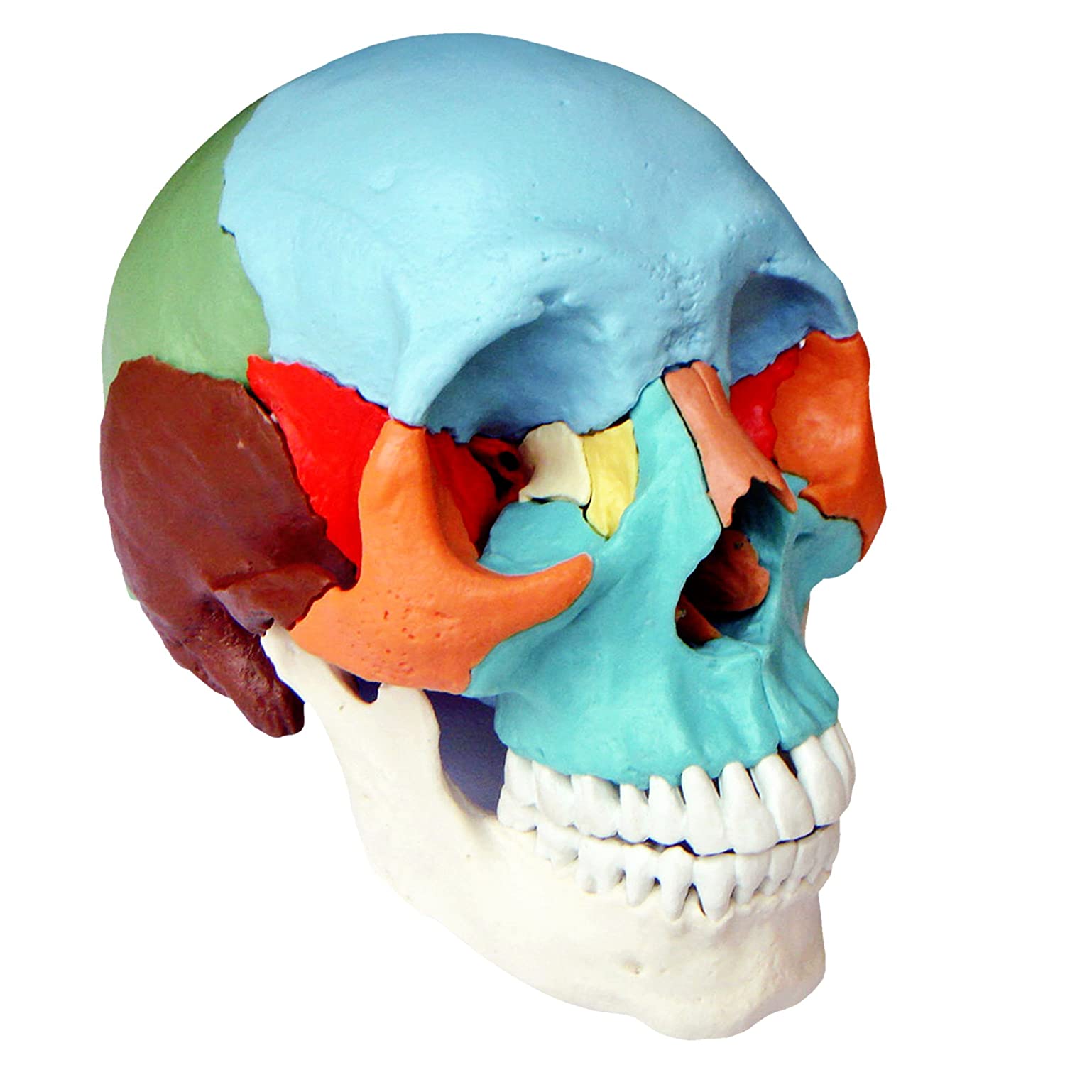 S24.2165 Adult Beauchene/Osteopathic Skull Model, 22-part, Didactic Colored, multicoloured - Image 3