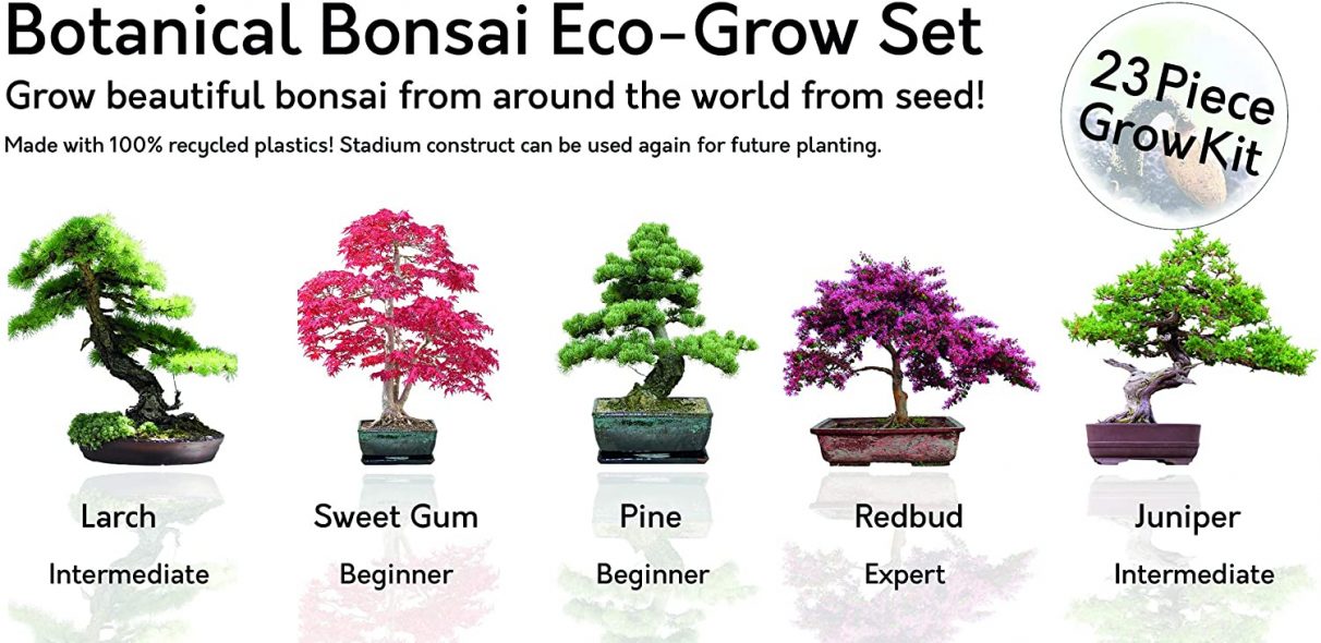 Bonsai Tree Grow kit 100% Recyclable 5 Seed Varieties to Grow Your Own