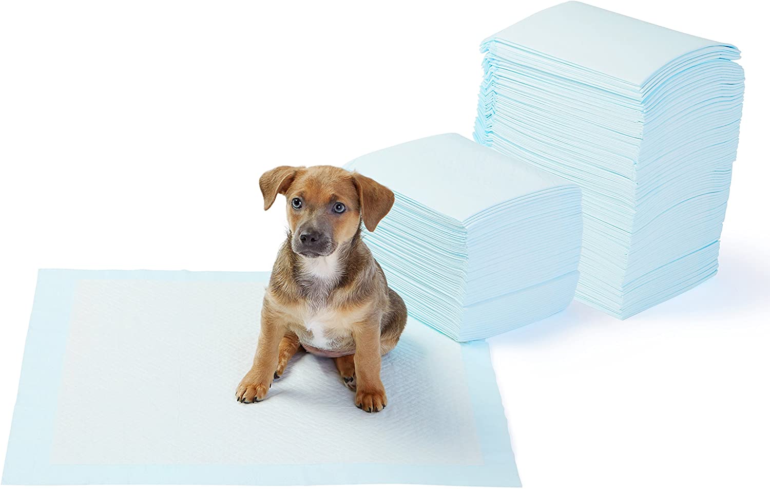 Amazon Basics Dog and Puppy Training Pads, Leakproof, Five-Layer Design with Quick-Dry Surface, Regular, 56 x 56 cm, Pack of 150, Blue