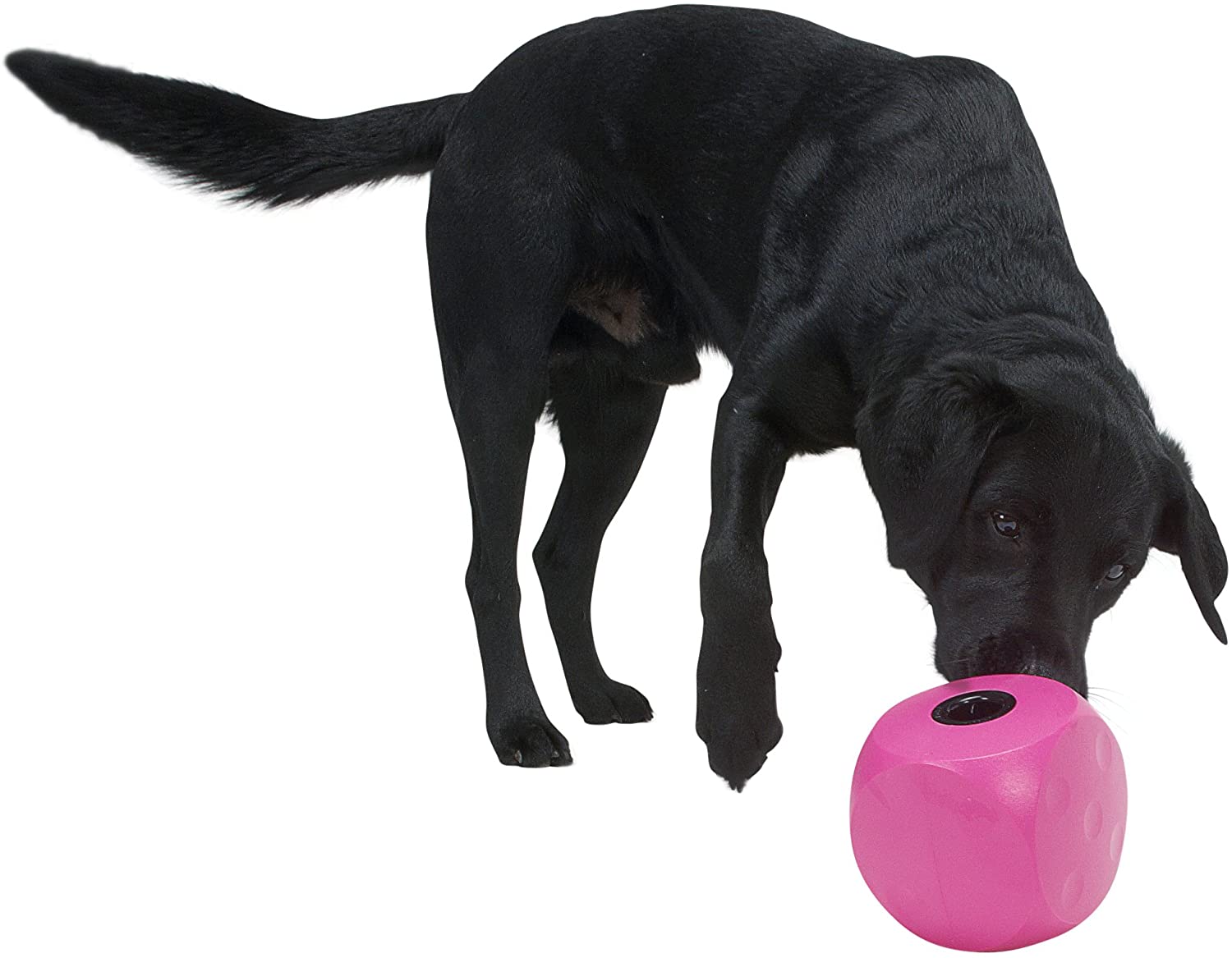 Buster Food Cube, Black,Large - Image 2