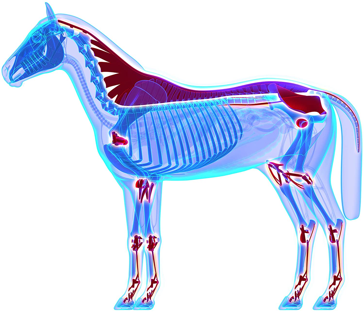 Equine Synergy MEGA BOSWELLIA + To Maintain Healthy Joints that are Free of Pain and Stiffness - Image 4