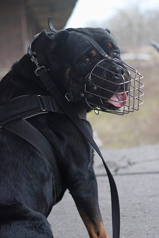 DINGO GEAR Dog Training Muzzle, Military K9 Agitation Metal Muzzle for Male Rottweiler S02999 - Image 3