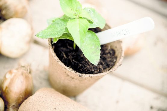 Grow it 08325 Round Fibre Pots, Multi-Colour, 6 cm - Image 2