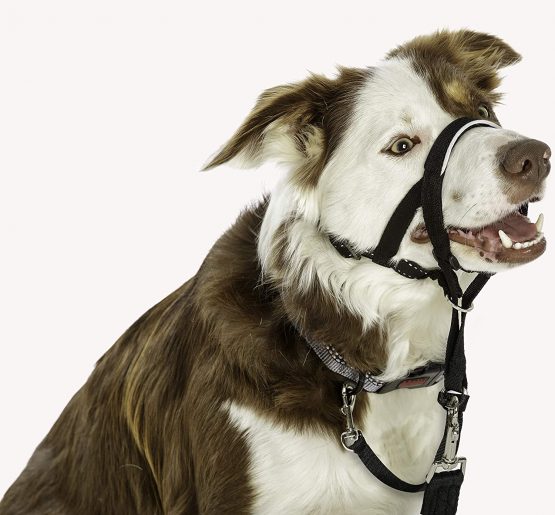 Halti Headcollar, Dog Harness to Stop Pulling on Lead, for Small, Medium and Large Dogs, Black, Size 4 - Image 4