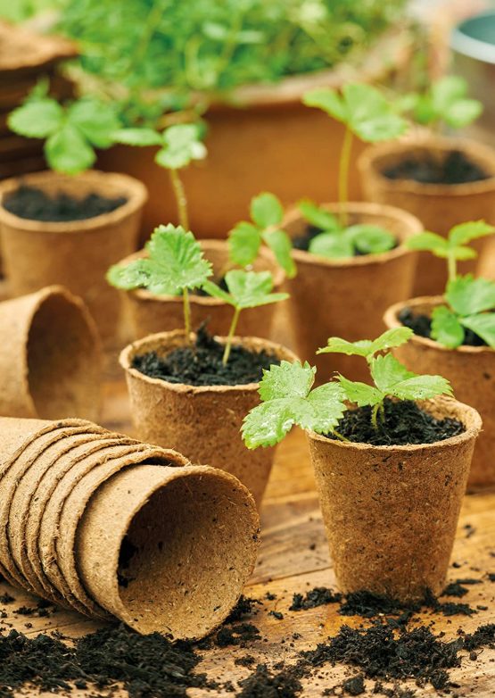 Grow it 08325 Round Fibre Pots, Multi-Colour, 6 cm - Image 3