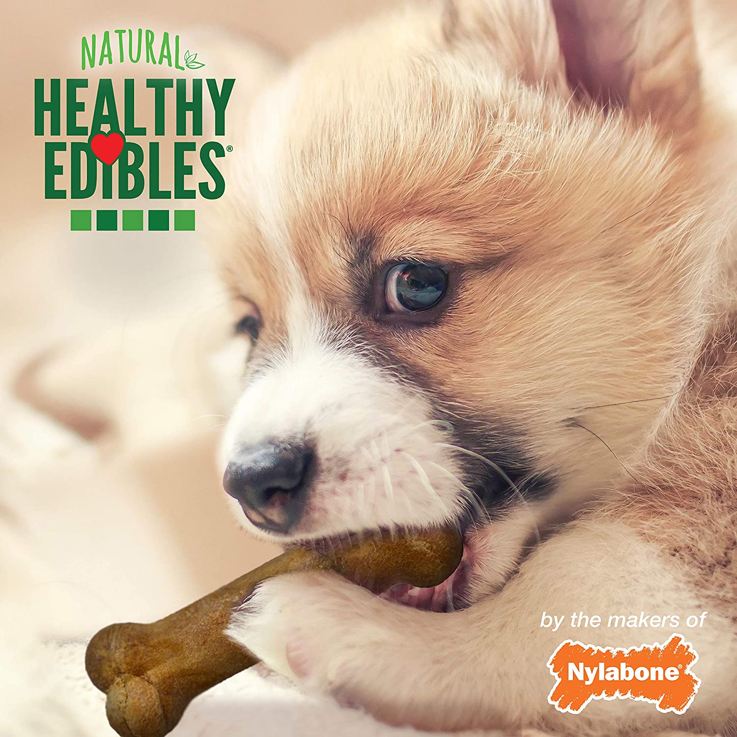 Nylabone Healthy Edibles DHA Omega-3 Puppy Chews, Lamb and Apple Flavour, Pack of 4, Brown, 22 g (Pack of 4) - Image 4